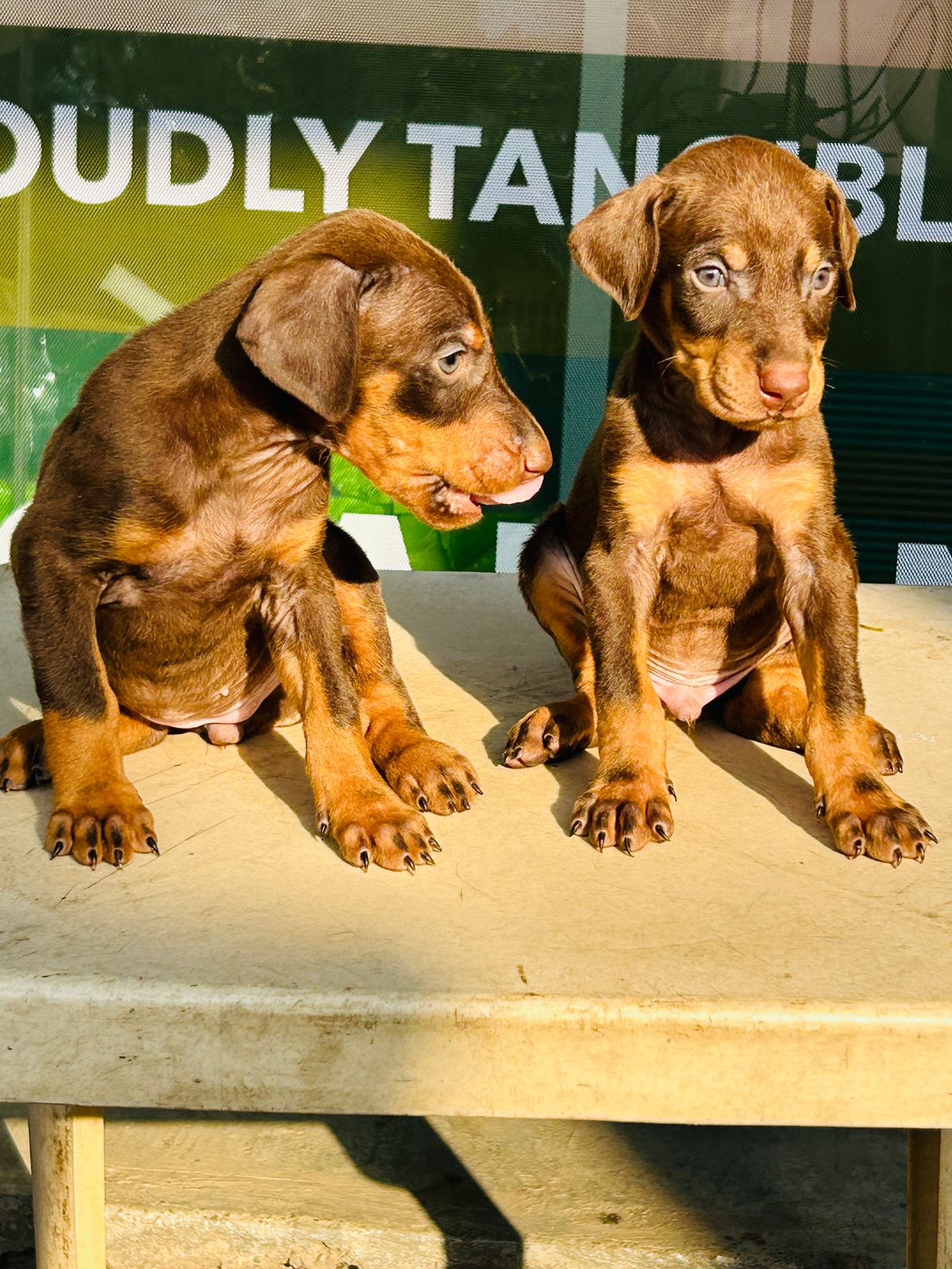 Doberman